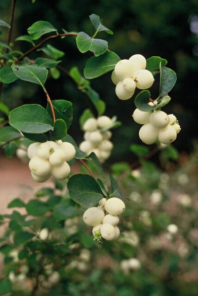 Symphoricarpos ch. 'Hancock' - ↕10-25cm - Ø9cm - 60x
