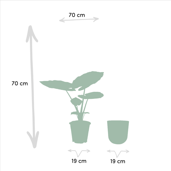Alocasia Macrorrhiza - Ø19cm - ↕70cm + Pot Mayk Or
