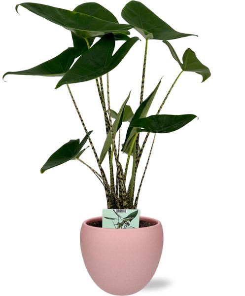 Alocasia Zebrina - Ø19cm - ↕75cm + Bol Pot D19/21x18.5cm - Rose