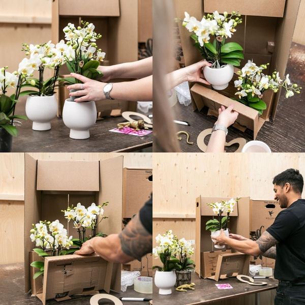 Orchidées colibris | Ensemble de plantes Floral Blush rose petit| Plantes vertes avec orchidée Phalaenopsis dans des pots décoratifs rose Floral Blush et un plateau blanc