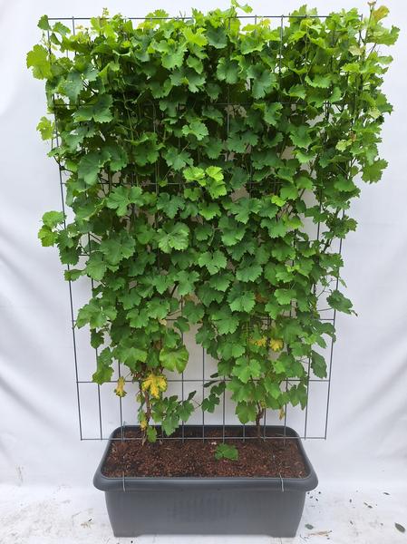 Vitis 'Himrod' - Raisin blanc sans pépins - Haie prête à l'emploi - 120 x 180 cm