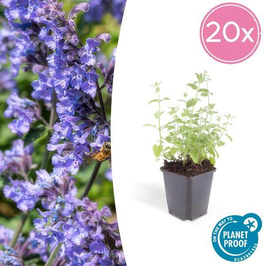 Nepeta 'Six Hills Giant' - ↕10-25cm - Ø9cm  - 20x