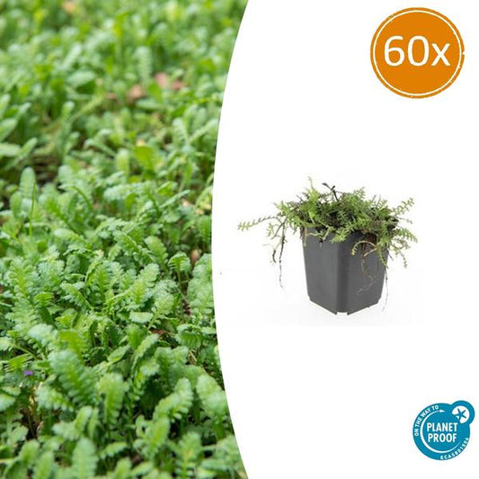 Leptinella squalida - ↕10-25cm - Ø9cm - 60x