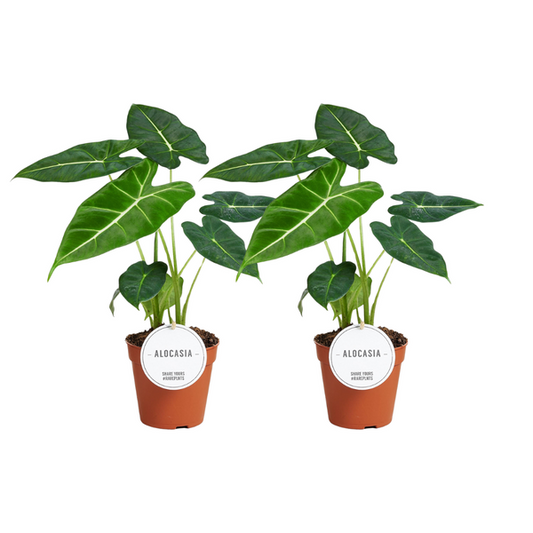 Alocasia Frydek - 2 pièces - Ø12cm - ↕35cm
