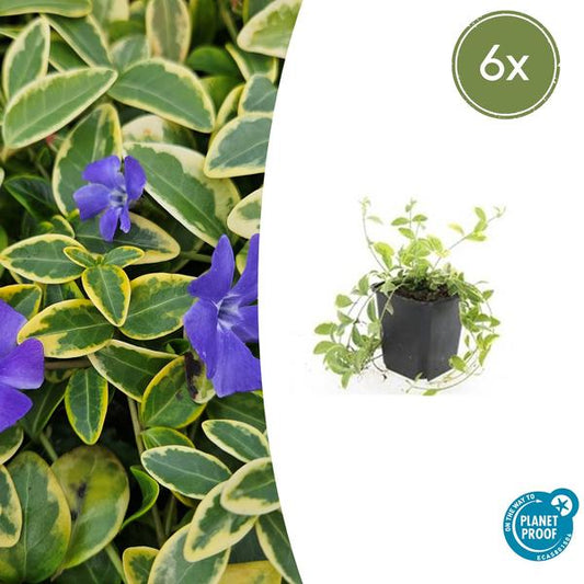 Vinca mineure 'Aureovariegata' - ↕10-25cm - Ø9cm - 6x
