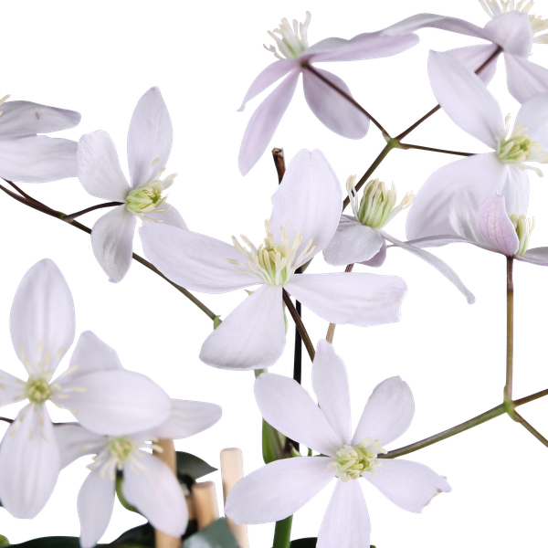 Clematis armandii Fleur de Pommier - Clématite Persistante Rose Clair - Ø15cm - ↕65cm