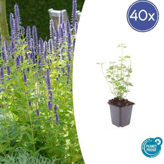 Agastache 'Vipère Noire' - ↕10-25cm - Ø9cm - 40x