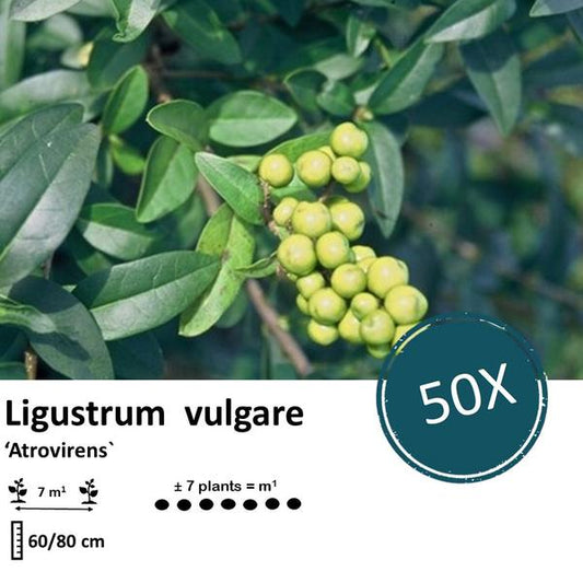 Ligustrum vulgare 'Atrovirens' - racine nue - 60/80 - 50x