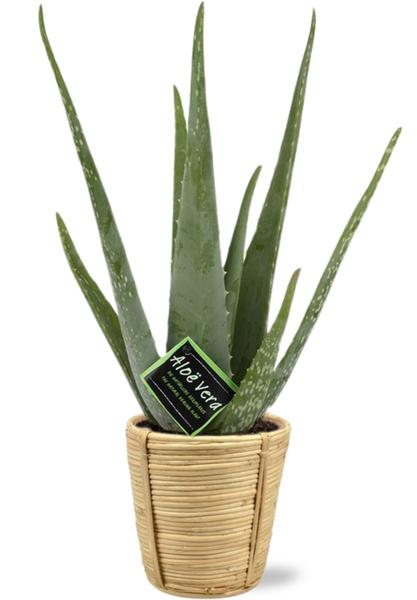 Aloe Vera - Ø14cm - ↕45cm + Pot Bibek D15x15cm - Naturel