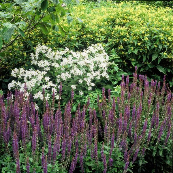 Salvia nem. 'Ostfriesland' - ↕10-25cm - Ø9cm - 60x