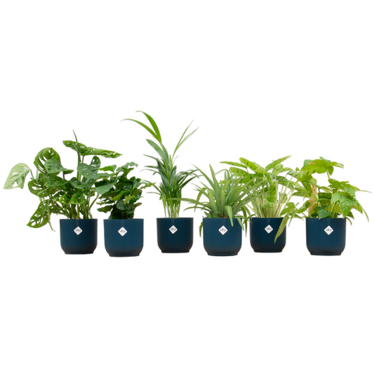 Coffret surprise - 6 plantes dont elho Vibes Fold Round Ø14 bleu