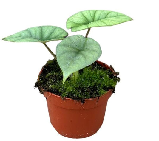 Alocasia Platine - Ø10,5cm - ↕15cm