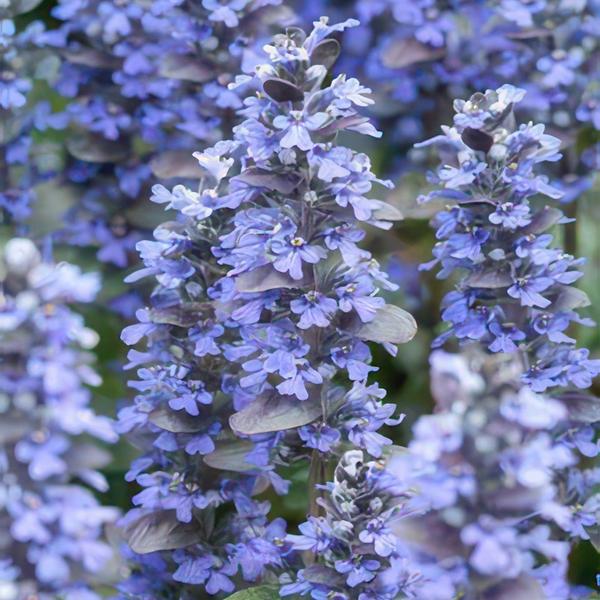 Ajuga reptans - ↕10-25cm - Ø9cm - 6x