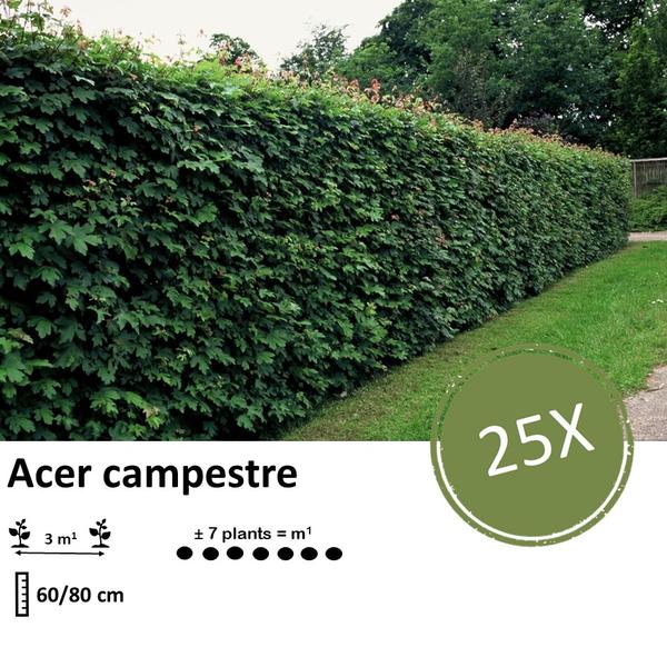 Acer campestre - Racine nue - 60/80 - 25x