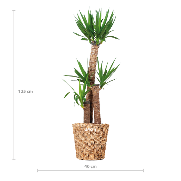 Yucca XL avec panier Torun - 125cm - Ø24