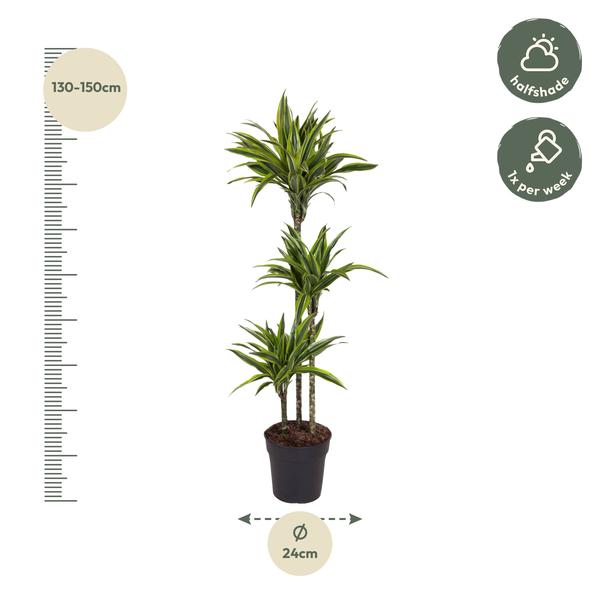 Dracaena Citron Vert - 140 cm - ø24
