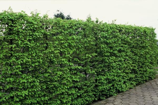 Carpinus Betulus - Bare Root - 60/80 - 75x