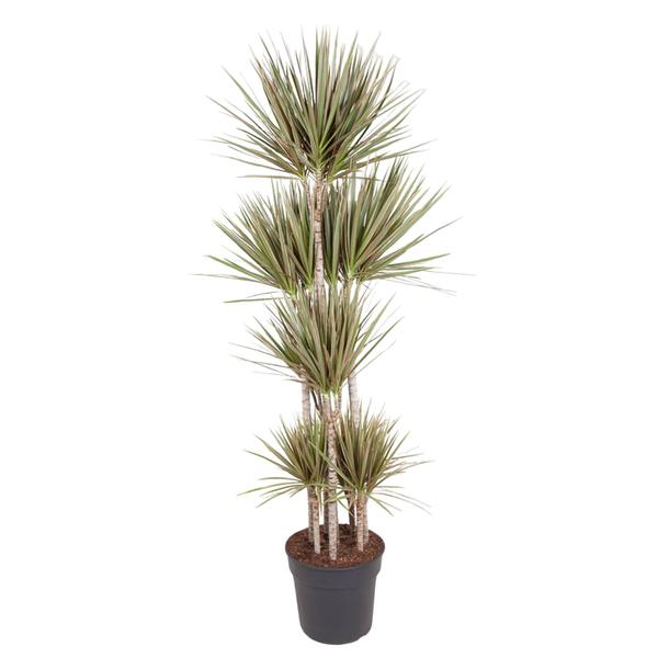 Carrousel Dracaena Bicolore - 180 cm - ø34