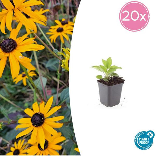 Rudbeckia fulgida 'Goldsturm' - ↕10-25cm - Ø9cm - 20x