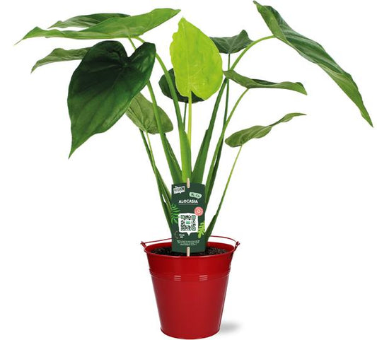Alocasia Cucullata - Ø19cm - ↕55cm + Seau D20x18,5cm - Rouge