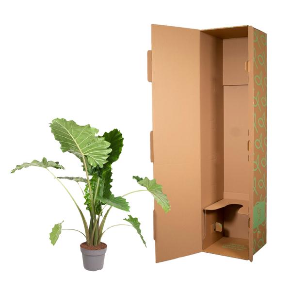 Alocasia Portodora - 120 cm - ø32