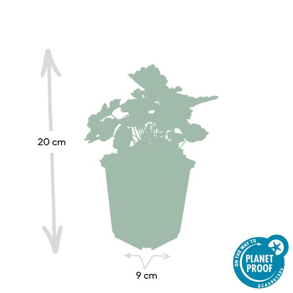 Heuchera mic. 'Palace Purple' - ↕10-25cm - Ø9cm - 60x