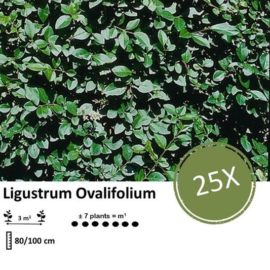Ligustrum Ovalifolium - Racine nue - 80/100 - 25x