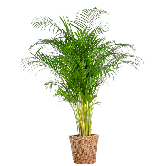 Areca Palm (dypsis) XL avec panier Torun - 120cm - Ø24