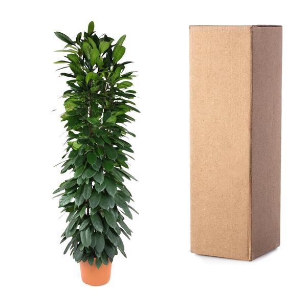 Colonne Ficus Cyatistipula - 200 cm - ø35