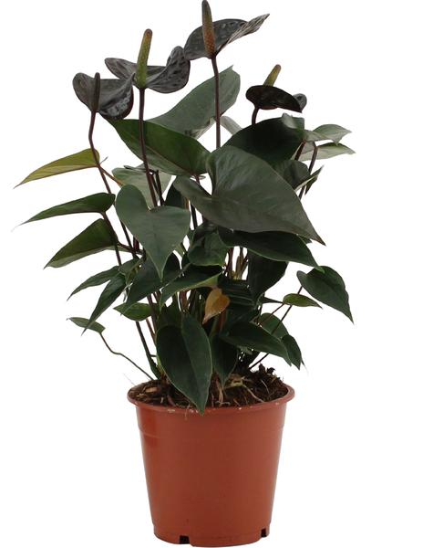 Anthurium Noir Amour Dans Pochette Transparente - Ø12cm - ↕36cm
