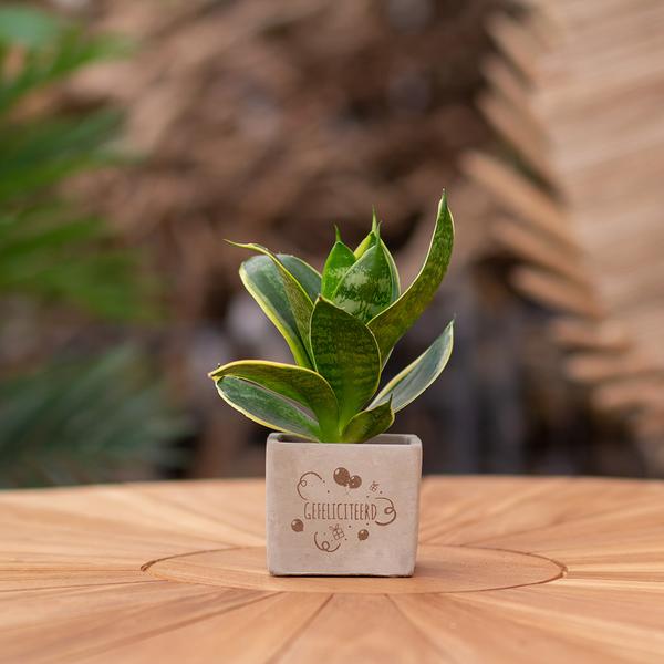 Congreetz® plantpots + Sansevieria | Gefeliciteerd