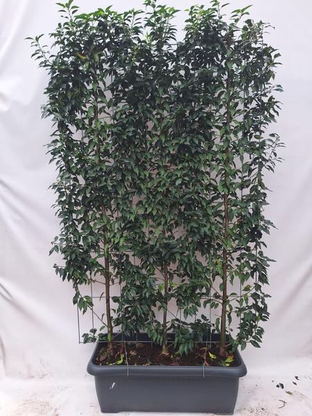 Prunus l. 'Angustifolia' - Laurier portugais - Haie prête à l'emploi - 120 x 180 cm - 1 pcs