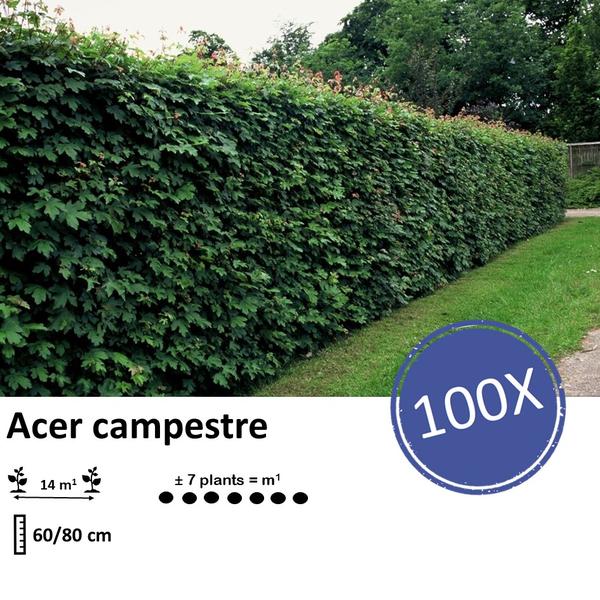 Acer campestre - Racine nue - 60/80 - 100x