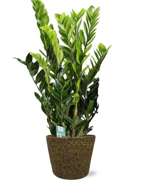 Zamioculcas Zamiifolia - Ø21cm - ↕95cm + Pot Selin D22x19cm - Noir