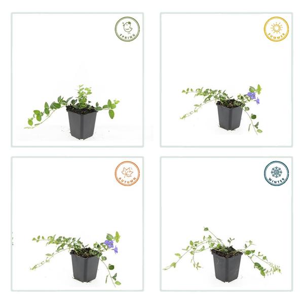 Vinca minor 'Ralph Shugert' - ↕10-25cm - Ø9cm - 40x