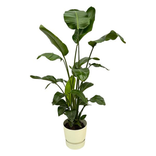 Strelitzia Nicolai dont elho Greenville Rond blanc - 160cm - Ø30