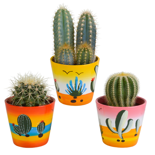 Cactus mix 8.5 cm - 3x - in Mexicaanse pot