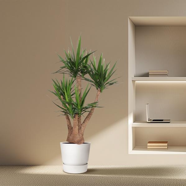 Yucca Elephantipes ramifié - 170 cm - ø45