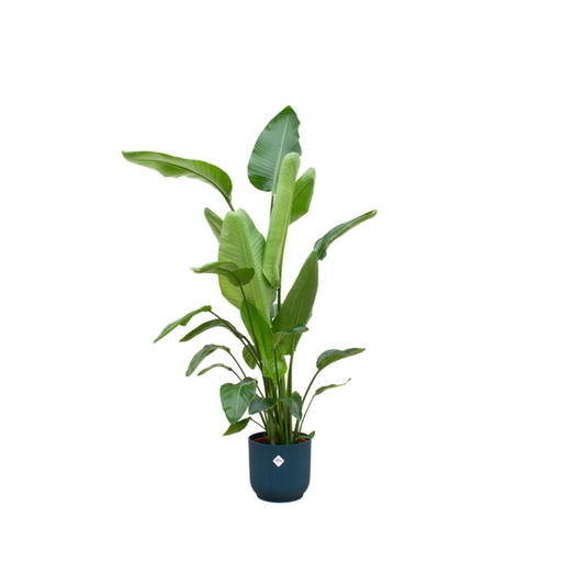 Strelitzia Nicolai incluant elho Vibes Fold Round bleu - 160cm - Ø30