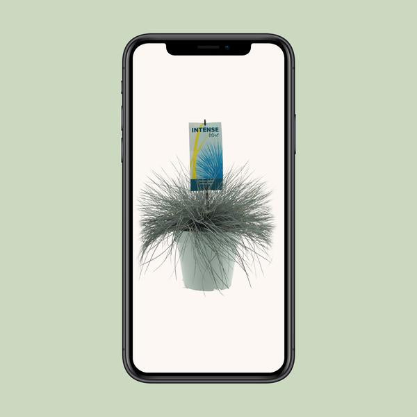 Festuca Glauca Bleu Intense - Ø23cm - ↕50cm