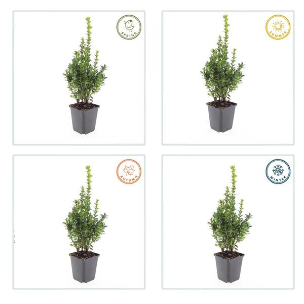 Buxus Sempervirens - ↕10-25cm - Ø9cm - 12x
