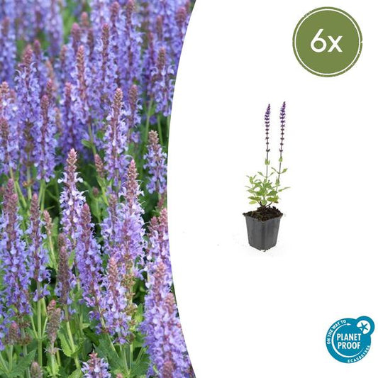 Salvia nem. 'Caradonna' - ↕10-25cm - Ø9cm - 6x