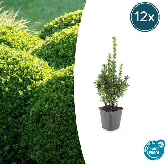 Buxus Sempervirens - ↕10-25cm - Ø9cm - 12x