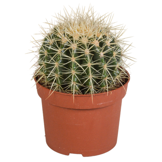 Echinocactus grusonii 12cm