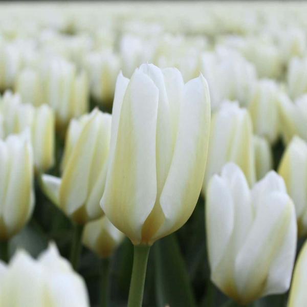 Bulbes à fleurs Amsterdam - Purissima - 15 bulbes à fleurs - Taille 12+