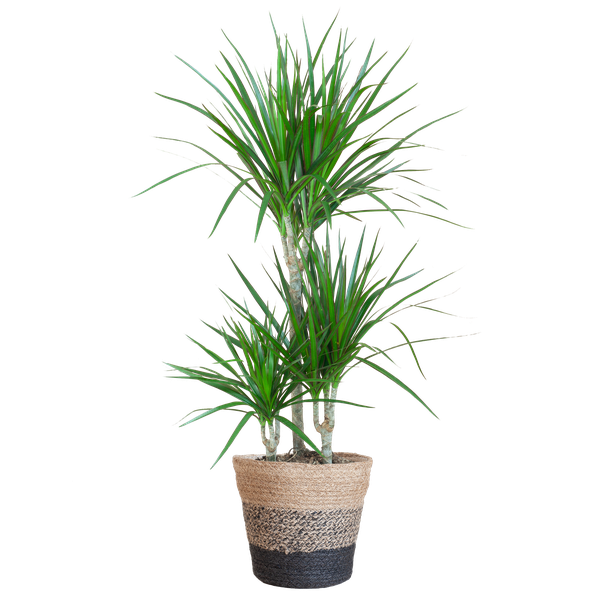 Dracaena Marginata avec panier Lisbon noir - 95cm - Ø21