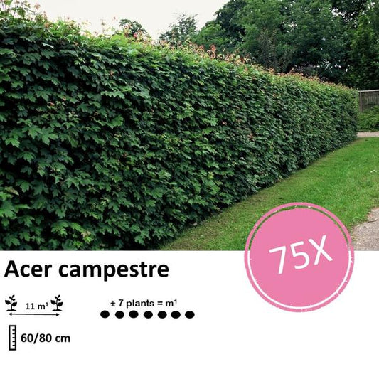 Acer campestre - Racine nue - 60/80 - 75x