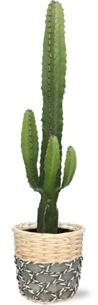 Euphorbia Acrurensis - Ø17cm - ↕50cm + Lexi Pot D19x19cm - Grijs
