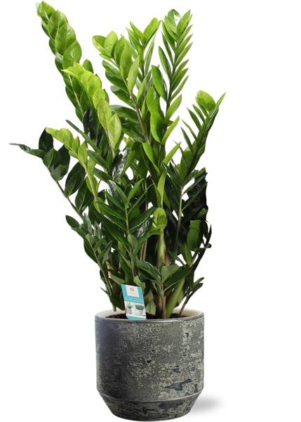 Zamioculcas Zamiifolia - Ø21cm - ↕95cm + Pot Lars D24x22cm - Gris