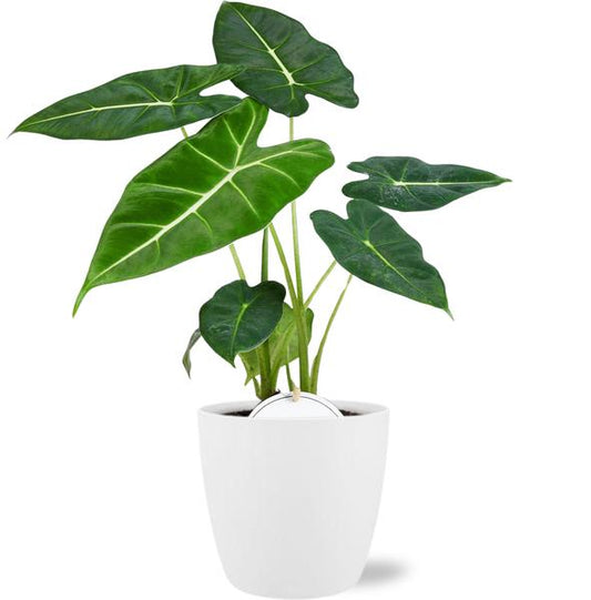 Alocasia Frydek - Ø12cm - ↕35cm + Pot Bruxelles D13,5x12,5cm - Blanc